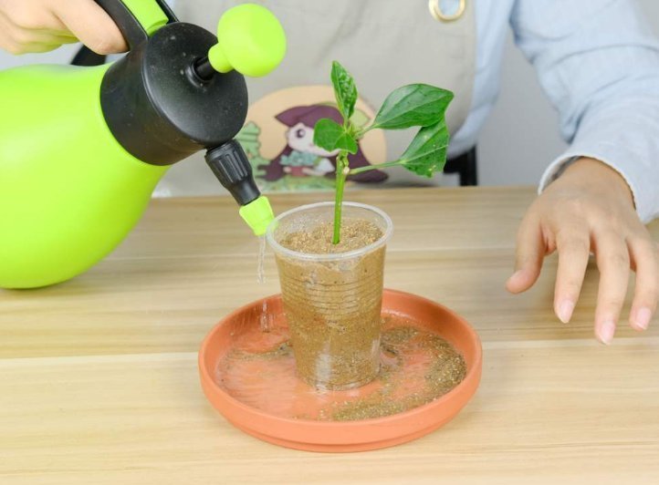 河沙才是养花万能土，家里的花，从不烂根、不黄叶