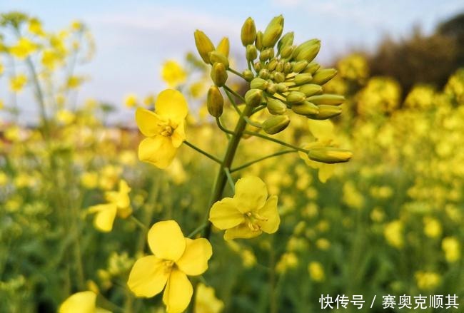 老年|初春的南方己是花花的世界了，春意盎然看美成啥样了？