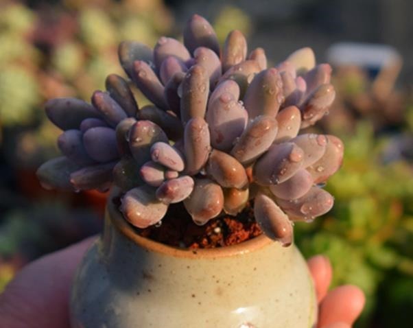 新手|3种花盆遇到带回家,养护多肉事半功倍,新手也能养出好状态