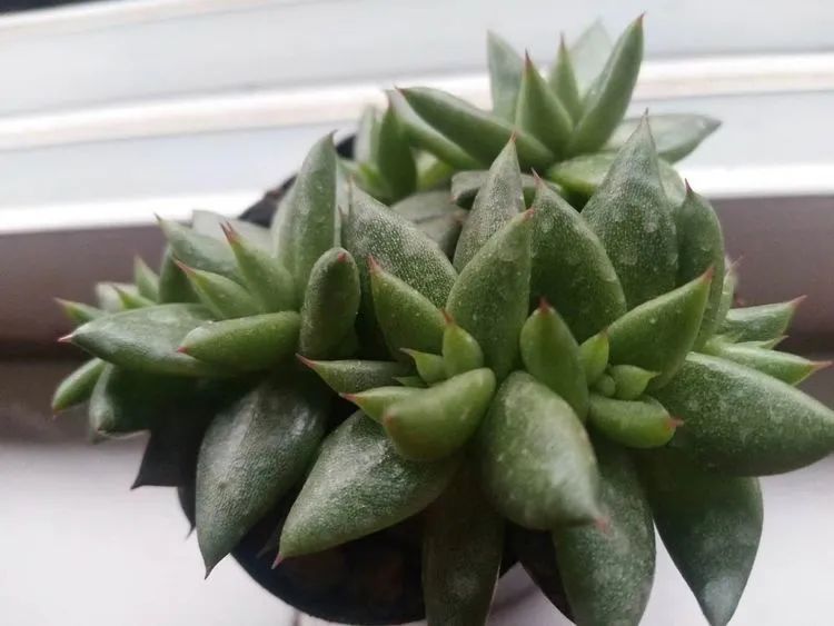 观音莲|90后川妹子的“丑肉”逆袭记!时光不弃,多肉常在!