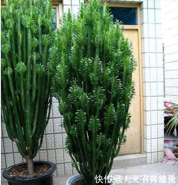 此花浑身带刺，室内养一盆辟邪，养在客厅能窜2米高，大气！