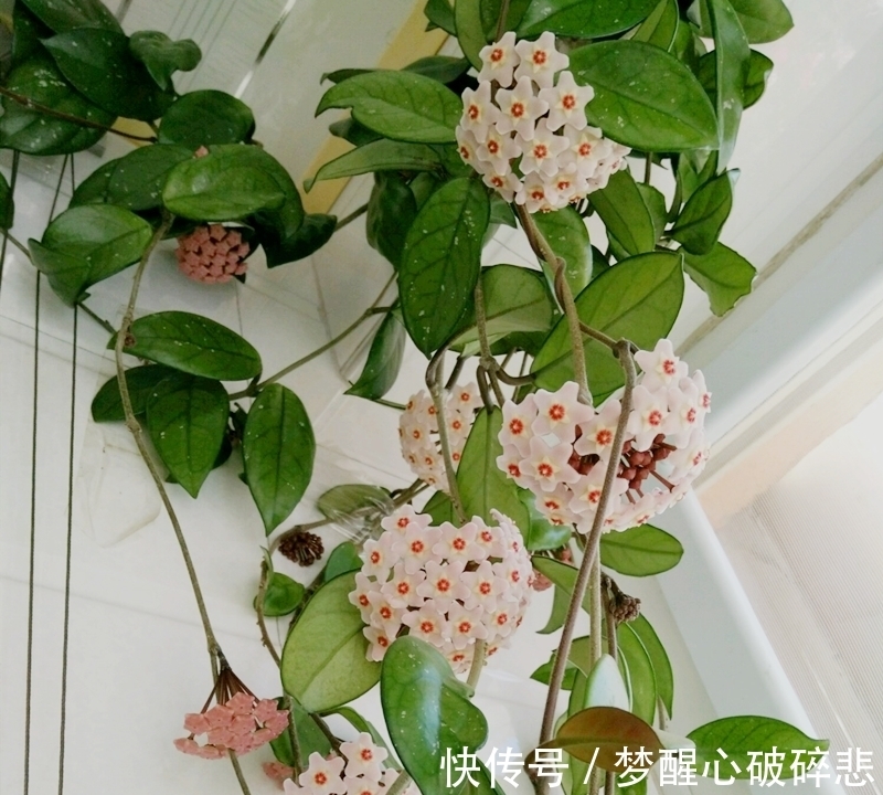 比蜜汁甜,比兰花香,家里养盆花,花球一串串,五彩斑斓像窗帘