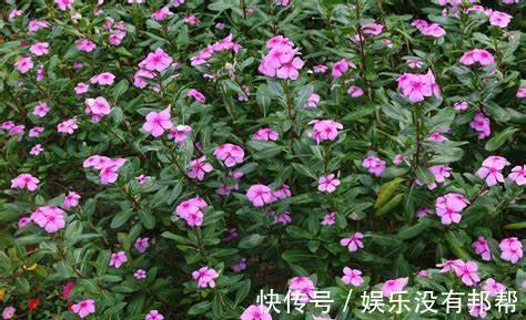 月季|农历8月4日开始，居家养这几款植物，花色纯正耐看，高贵典雅