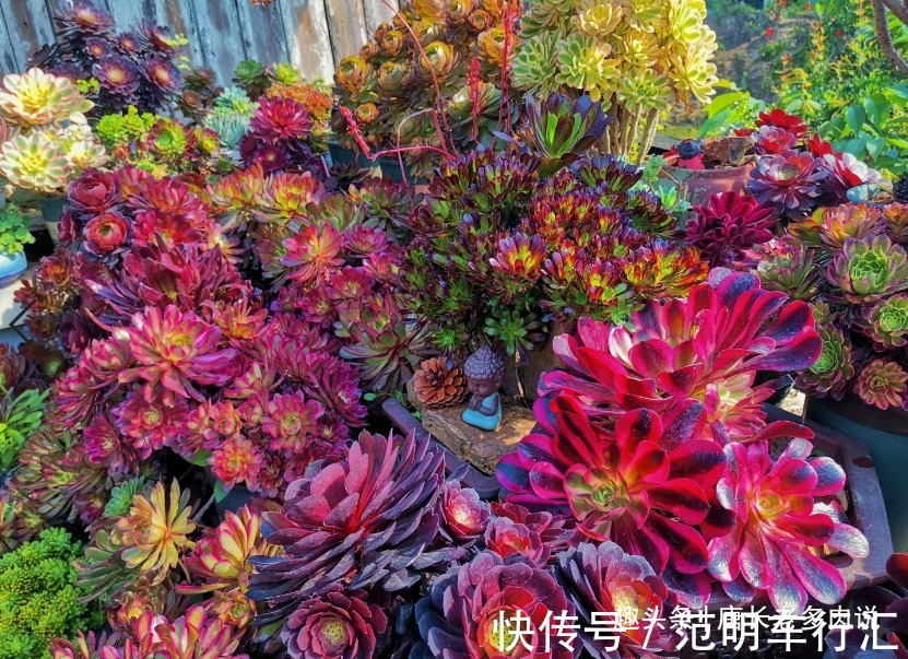 法师系多肉哪些品种不好度夏?听说带锦的法师都不好度夏是吗?