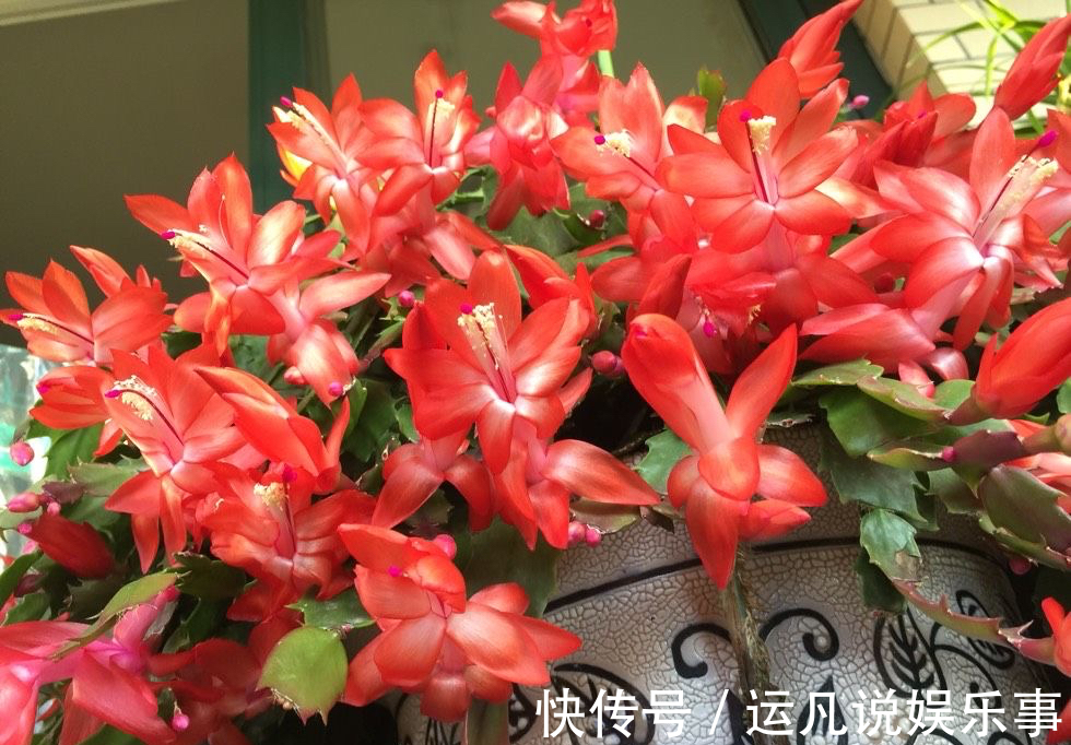 叶片|怕热怕水的蟹爪兰,夏天“这样养”,才能顺利度夏,秋天棒棒哒