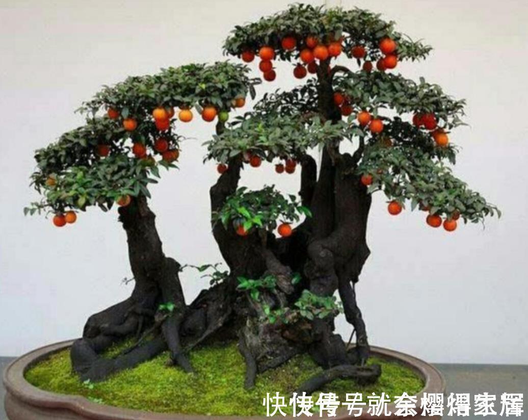 盆栽|有些树比玉树马齿苋更有价值,养成老桩能卖上万元