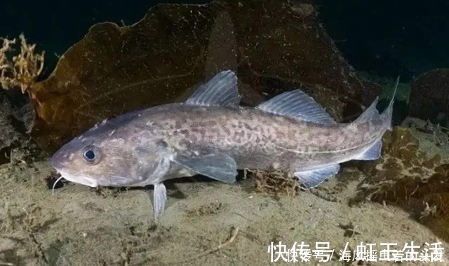 优质蛋白|吃这鱼，必须穿上防护措施，否则屁股“漏油”漏到你绝望！