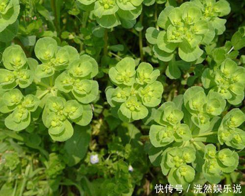 农村野草很稀奇,折断流出“羊奶”,但汁水却有毒,还能当药