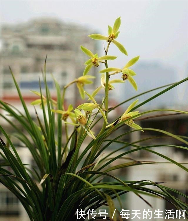 厨房这1料,养兰“特有效”,一洒一喷,兰花生根快,新芽蹿不停!