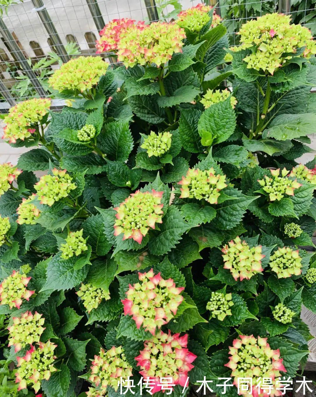 马上进入花期的花,10天一次肥,下个月就开花