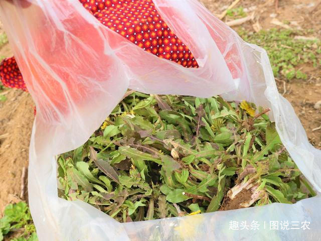 老年人|农村有一种不起眼的野草,既是野菜又是中药材,市场售价每斤2元