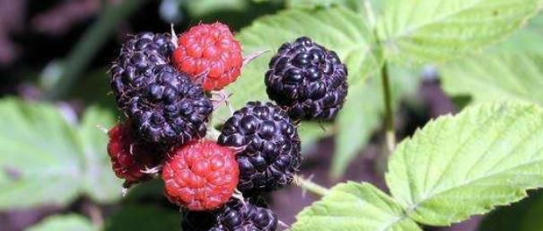 女性不想早衰老，保护子宫是关键，每天拿它当零食，常食健康相伴