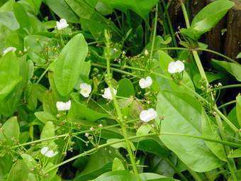 肠炎泄泻|泽泻可入药,主治肾炎水肿、肾盂肾炎、肠炎泄泻、小便不利等症