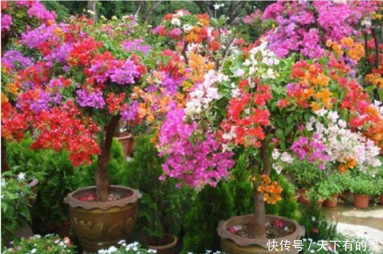 女生必养“3种花”,花朵漂亮又好养,满屋子飘香,心情好