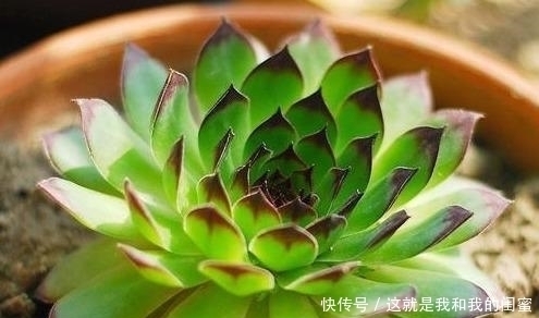 犯愁|多肉观音莲,最爱“吃大饼”,一摊一大张,一个夏天都犯愁