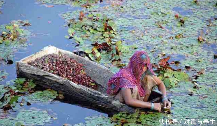 泛滥成灾|印度从中国引进一种植物,穷苦百姓非常喜欢,现在却要泛滥成灾了
