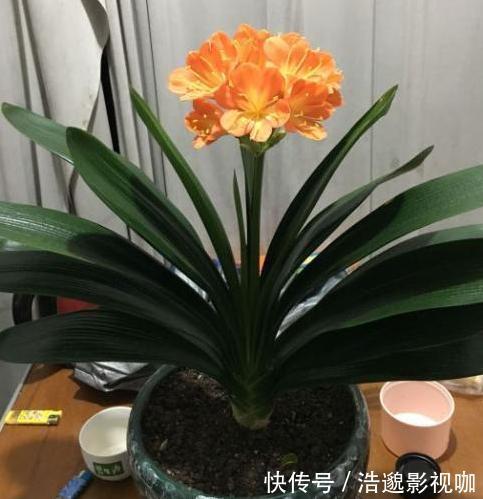 喜欢养花就扦插繁殖盆栽君子兰、矮牵牛,播种育苗十拿九稳