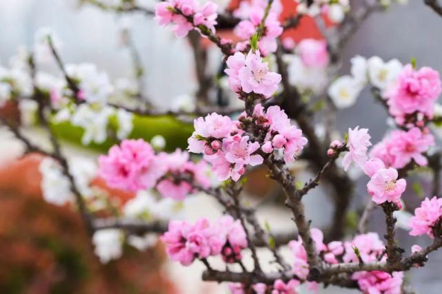 花香一路，从容一生