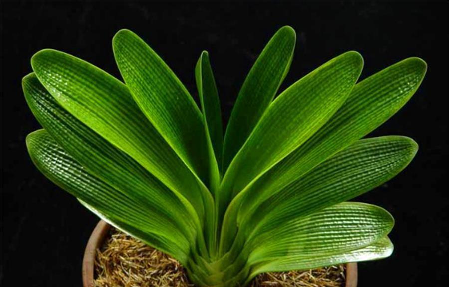 强光|入伏后君子兰迎来最大挑战,学会“1多1少2不要”,安全度夏