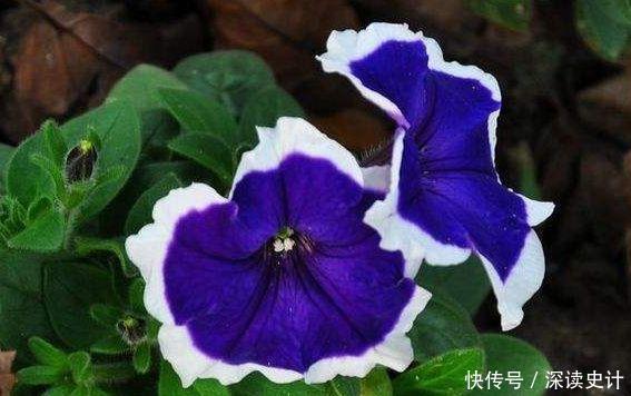 几款开花小巧玲珑的花卉,随便一养开满盆,芳香满阳台