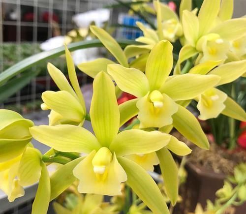 翡翠|比翡翠还绿的兰花，花色多变，香味持久，种植容易，是养兰人首选