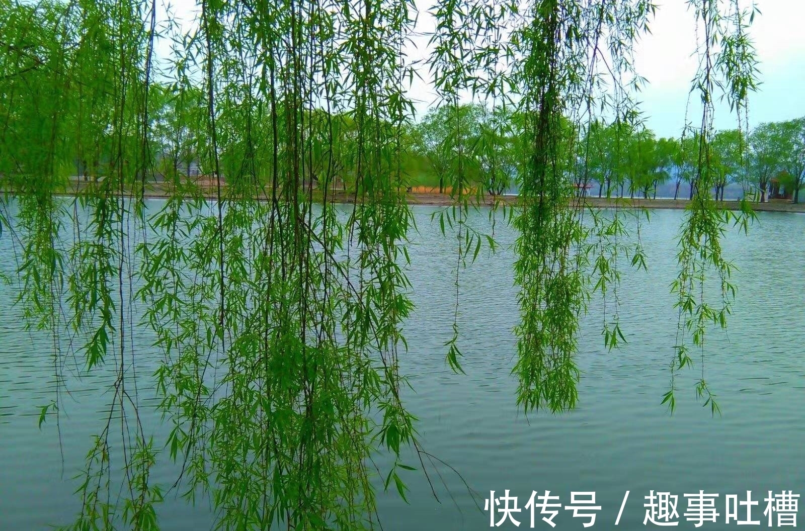 无人种&有关咏物的四首诗,其中一首写得尤其耐品,值得一读