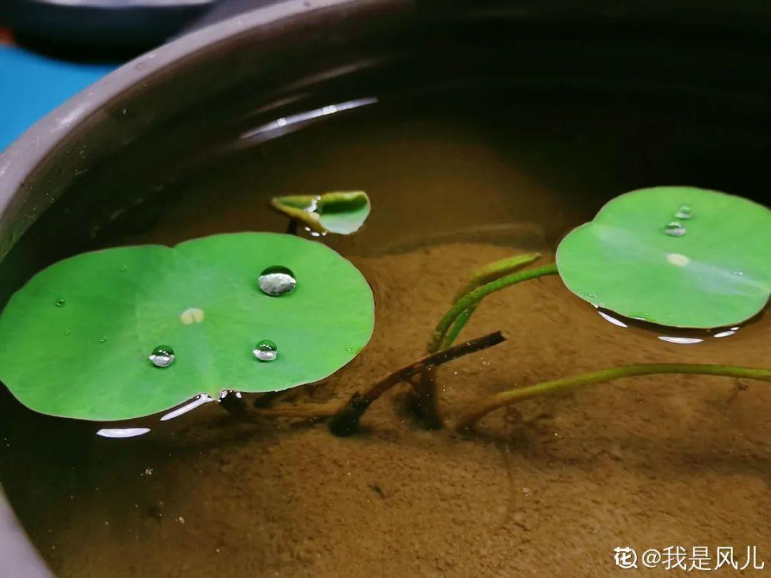 枯萎|9种花是富贵命，必须大盆养，小盆养会憋死