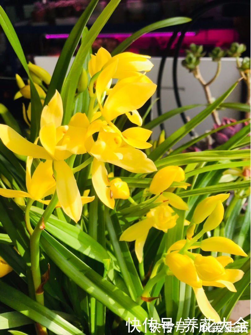 古代|古人喜欢的花,一直传承至今,每一种都超有气质