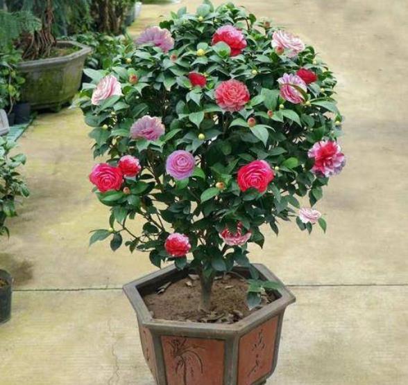 茶花|家中养3种“健康花”，种一次年年有花赏，花色鲜艳对身体好