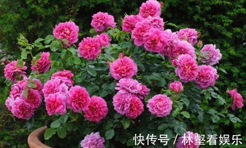 喜欢玫瑰,不妨试试“珍品玫瑰”安妮公主,丰腴婀娜,芳姿耀眼