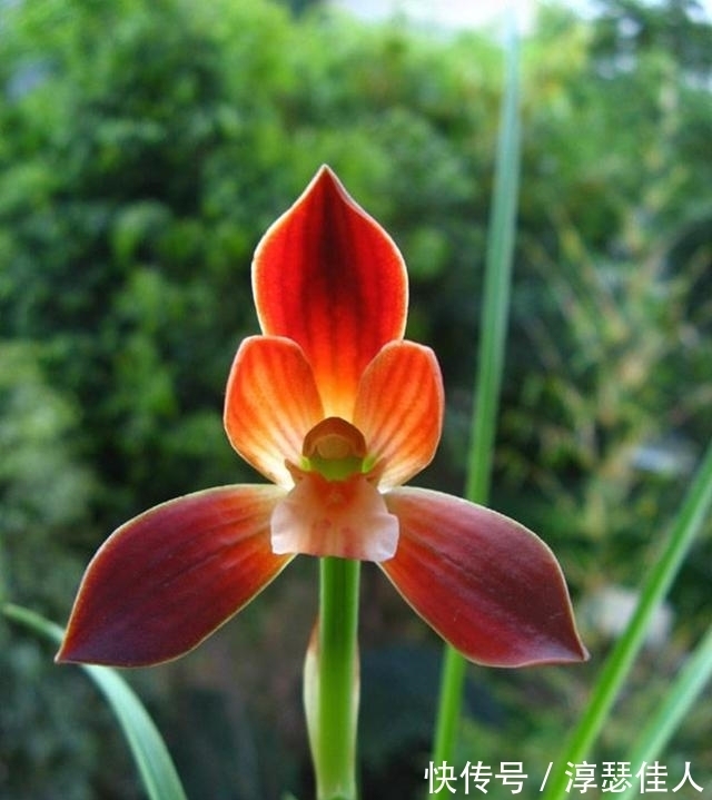 比“鸡血”还红的兰花，先绿后红色渐浓，勤花勤草好养活