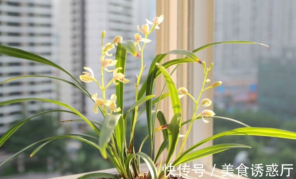 丰收|适合新手养的兰花：种植技巧，学会这几步，大获丰收不是梦