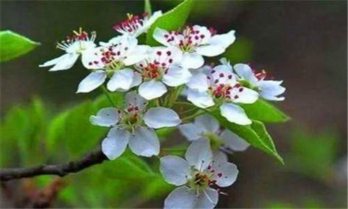 美容|会吃的人最健康，三种食物不可少，美容养生，好吃又长寿！