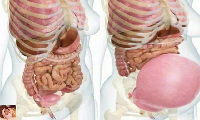 宝妈|准妈妈的“肚量”有多大怀孕后内脏被挤成这样,每阶段都是折磨