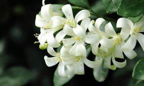 养花试试这几款，宽大的叶上开着红花非常有观赏价值