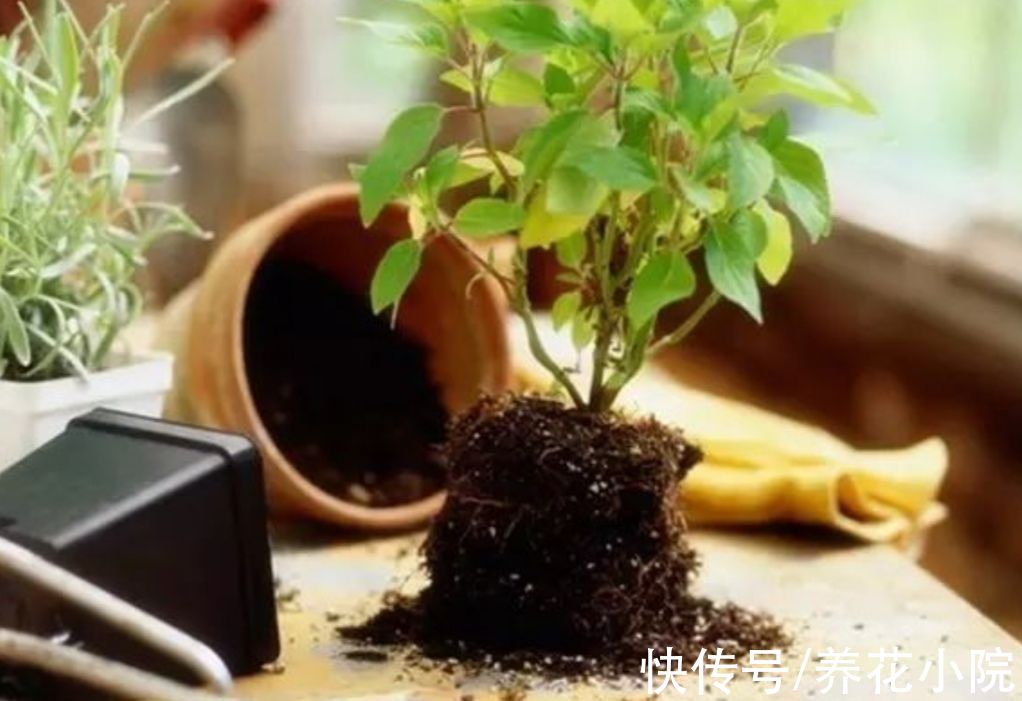 黄叶|给花卉换盆，多做1个“小动作”，避免出现烂根黄叶