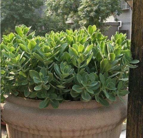 有院子一定要养“2种”花，剪1根枝条“沾土就活”，变成小花园！