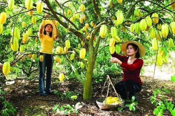杨桃|子宫肌瘤“克星”来了,女性常吃点,排毒化瘀,子宫更健康