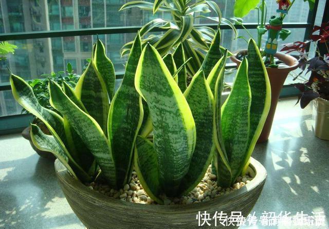 夏天|夏天养虎皮兰，做好3件事，叶子挺拔翠绿，嗖嗖冒笋芽