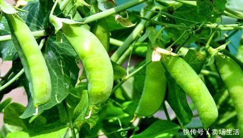 护肤|女性到了中年常吃的食物,刮油减脂,排毒护肤,预防子宫早衰