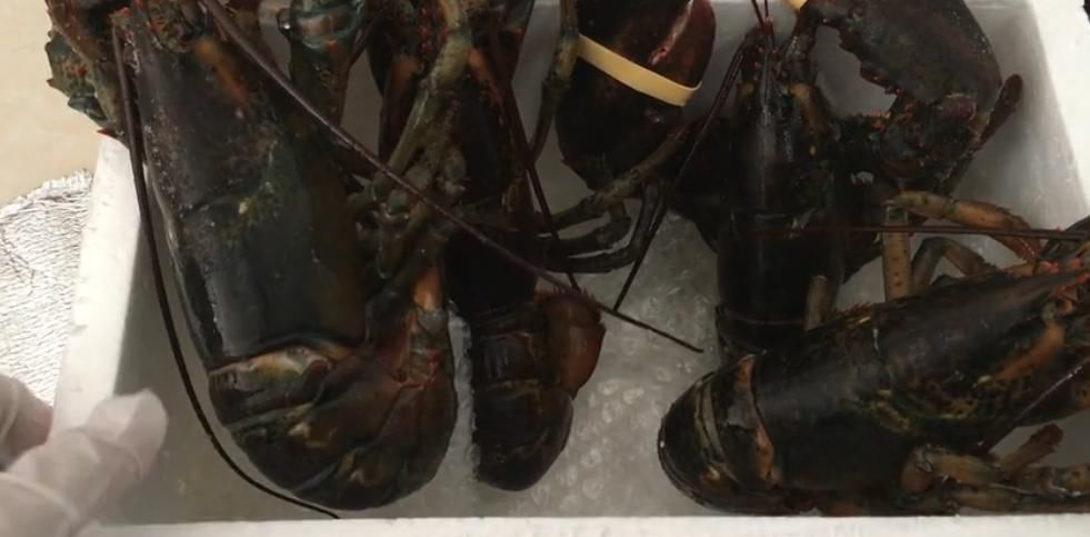 切开|男子上拼多多买“大虾”,5只花了399元,切开后:这肉认真的?