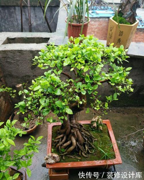 枝条|盆栽榕树怎么养?注意2点,枝叶很多、绿油油很繁茂、造型也美