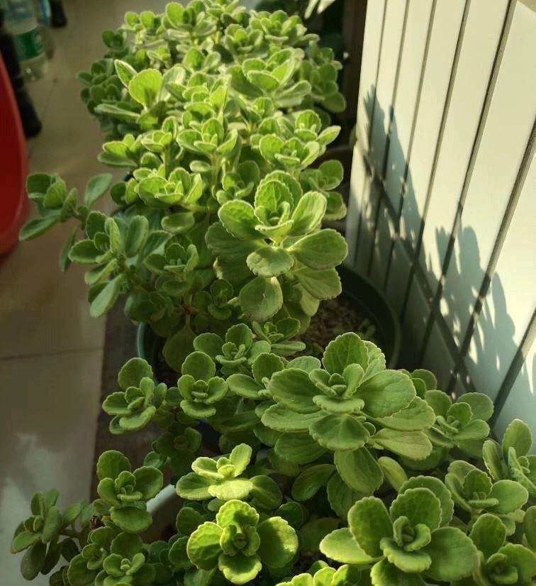 春天养盆它,可爱又芳香,提神醒脑,找个枝条扦插即活