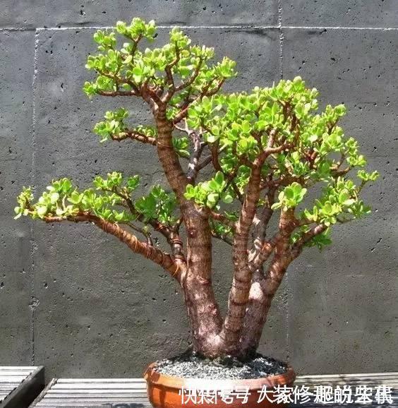 植株|马齿笕树养5年，变成老桩盆景很值钱，做5步就实现
