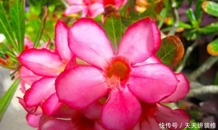 4种漂亮花,好打理易爆盆,一年四季开花不停,阳台变成百花园!