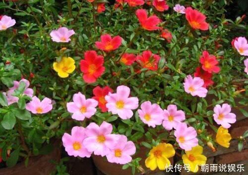 一年生|养一年生太阳花和宿根太阳花,用1招,一棵养2年,开花多变老桩