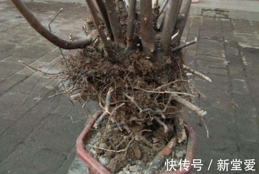 黄栌盆景感染立枯病和枯萎病,学会这三个办法,还你一片红叶