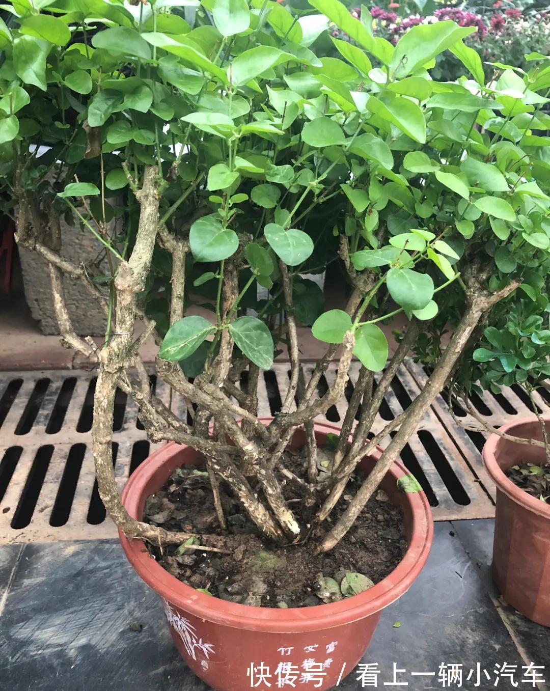 养花不会施肥,花又小又弱,17种花卉的施肥方法,赶紧收藏