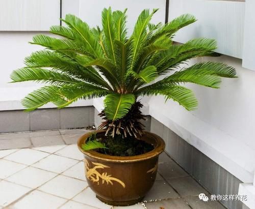 太省心的花，1个月浇一次就行，叶子长的还超旺盛！