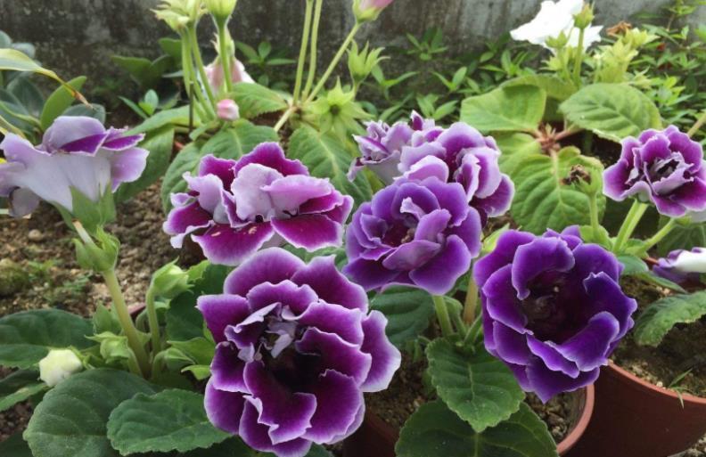 养护|10款花不喜欢晒太阳,摆在阴凉处静养,叶子油绿开花漂亮